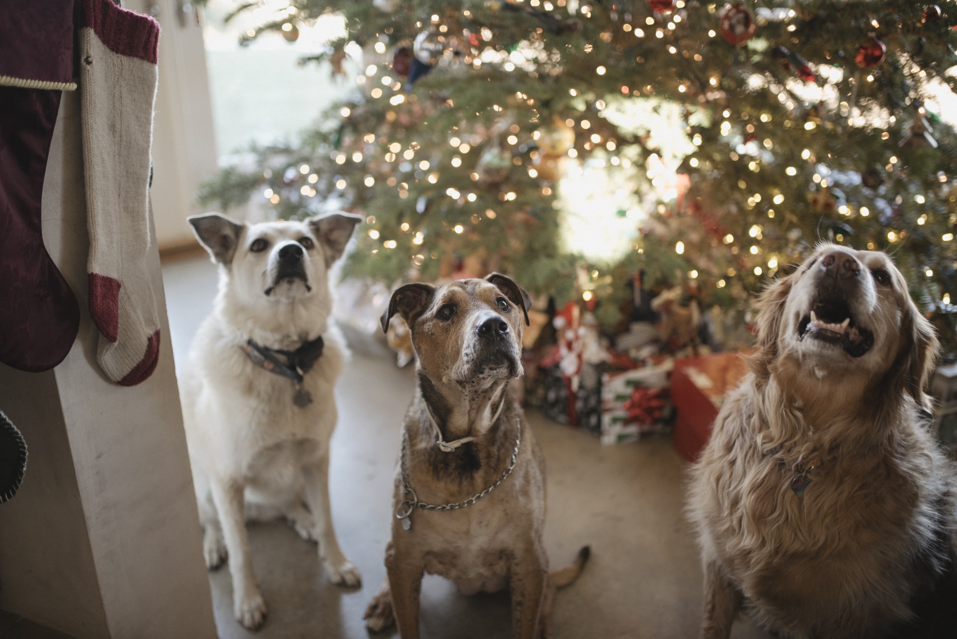 kersthondjes huisdieren honden