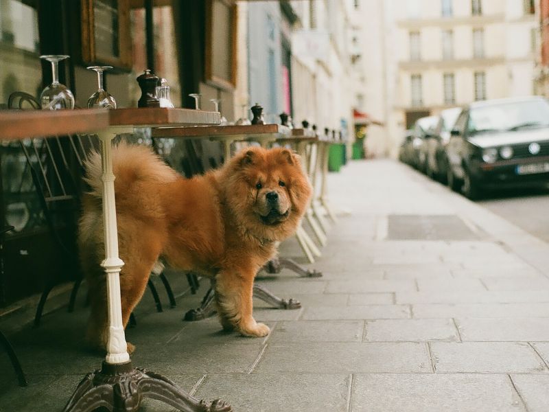 restaurants in amsterdam waar je hond welkom is