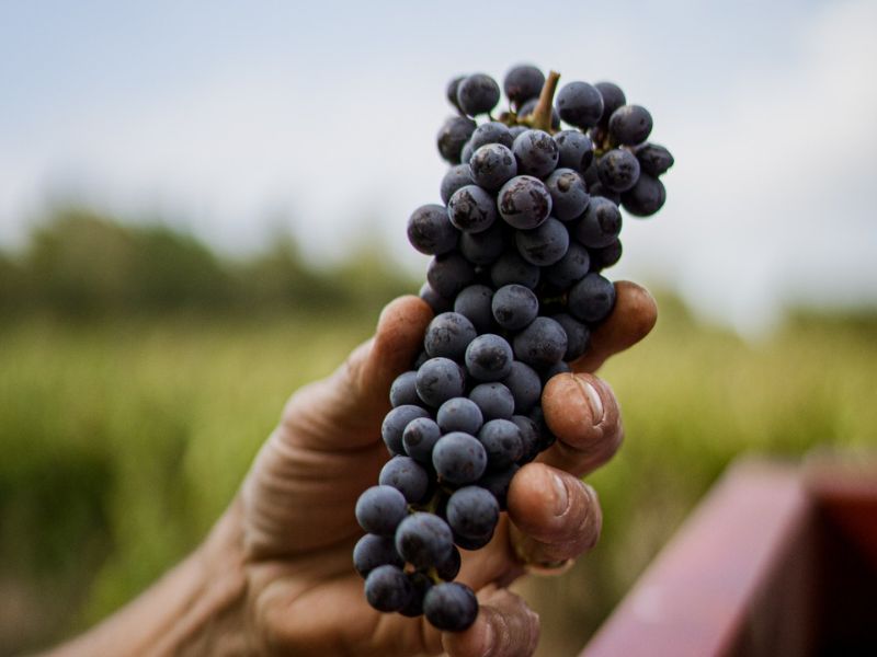 Dit zijn de beste bestemmingen voor een onvergetelijke wijnreis - wijnlanden