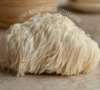 lion's mane mushroom gezond - gezondheidsvoordelen lions mane - voordelen lion's mane mushroom