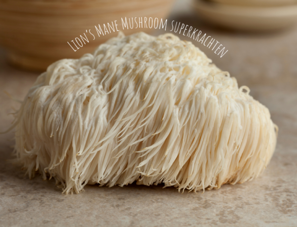 lion's mane mushroom gezond - gezondheidsvoordelen lions mane - voordelen lion's mane mushroom