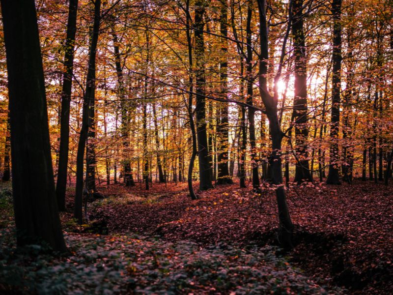 Het Baarnse Bos, natuurgebied, wandeling