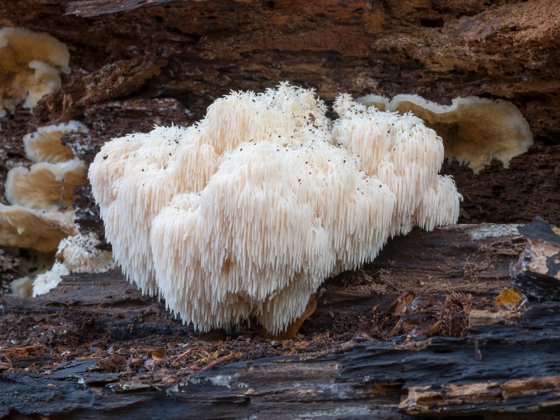 lion's mane mushroom gezond - gezondheidsvoordelen lions mane - voordelen lion's mane mushroom