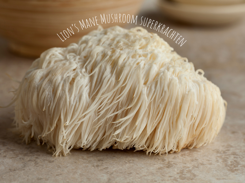 7 redenen om Lion’s Mane Mushroom te gebruiken