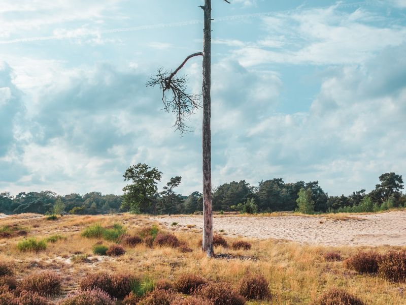 Loonse en Drunense Duinen, wandelroutes nederland, natuurgebied, natuurgebieden, wandeling