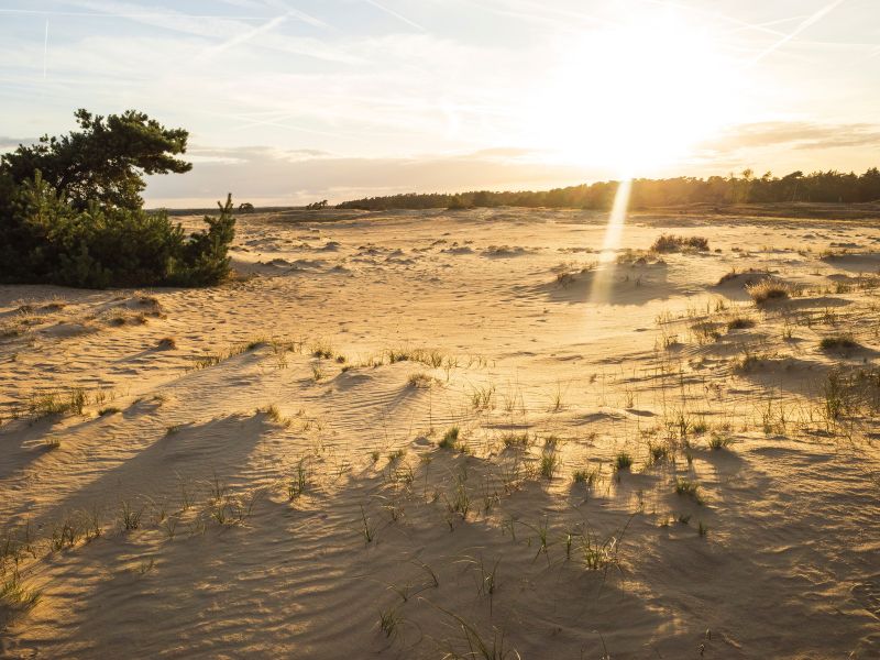 Nationaal Park Hogeveluwe, wandelroutes Nederland, natuurgebied, natuurgebieden, wandeling