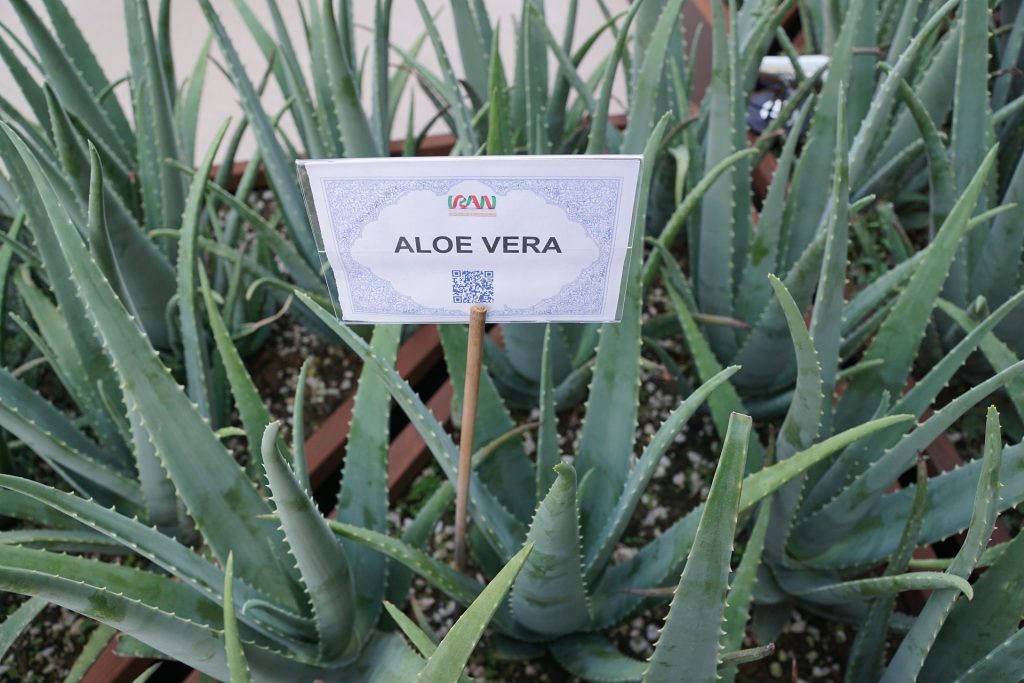 aloe-vera-920346_1920