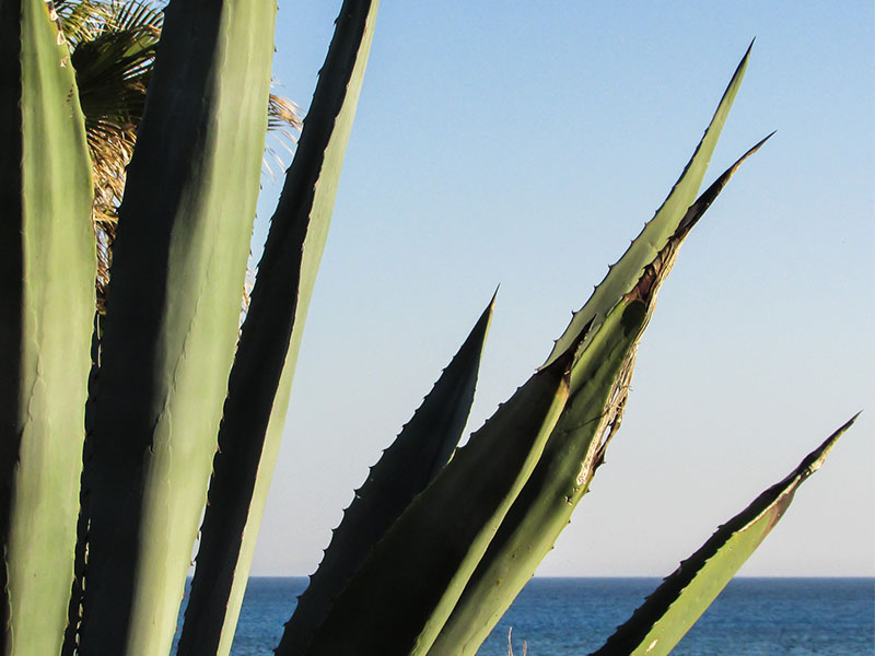 aloeverathumb