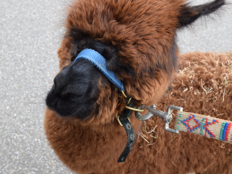 Alpaca weetjes