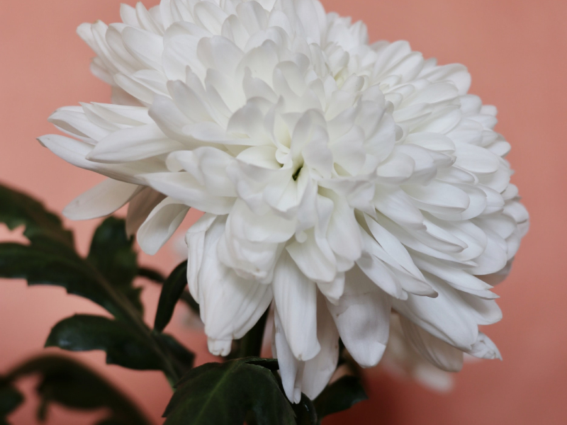 chrysant