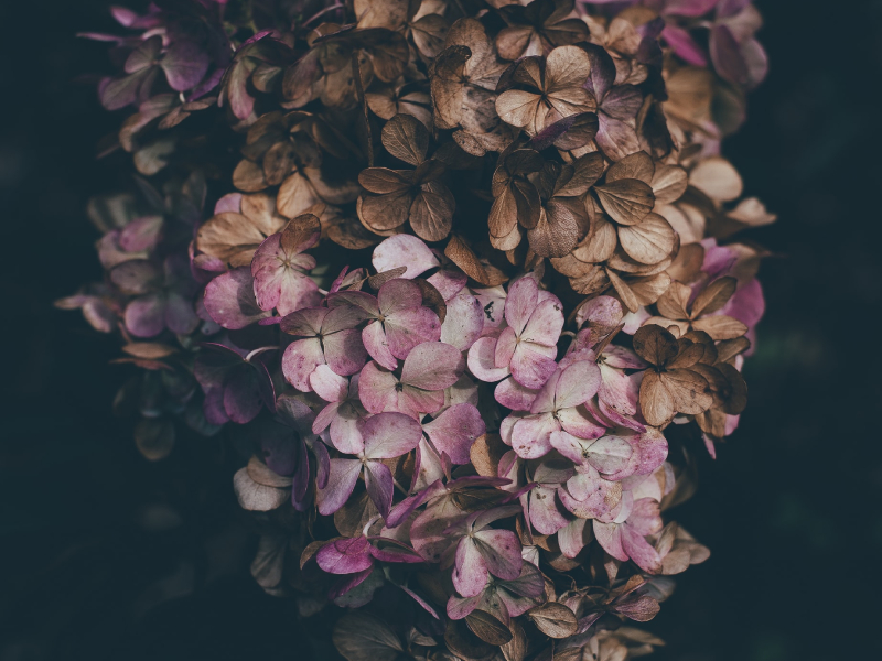 hortensia