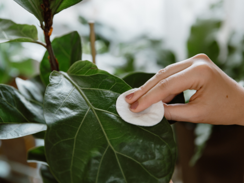 planten verzorgen, groene vingers, planten altijd dood, plant levend houden
