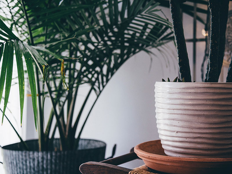 planten in huis - planten gezond - interieur - groen in huis