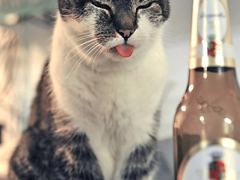 thumb-kater