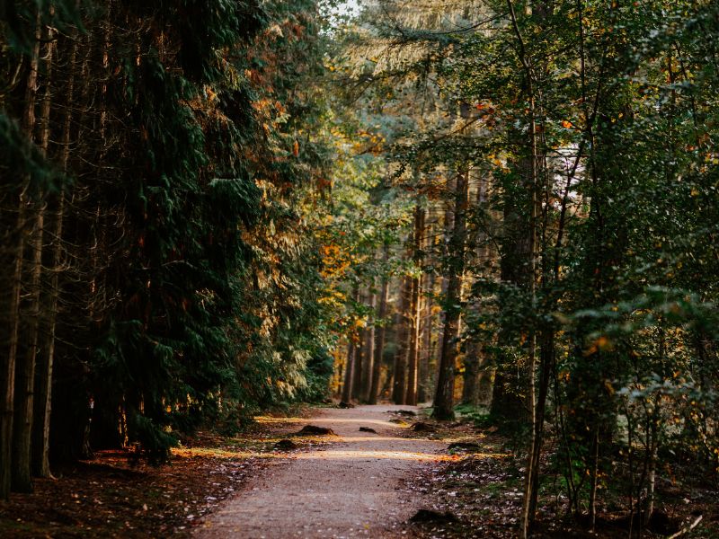 populairste wandelroutes Nederland wandelen
